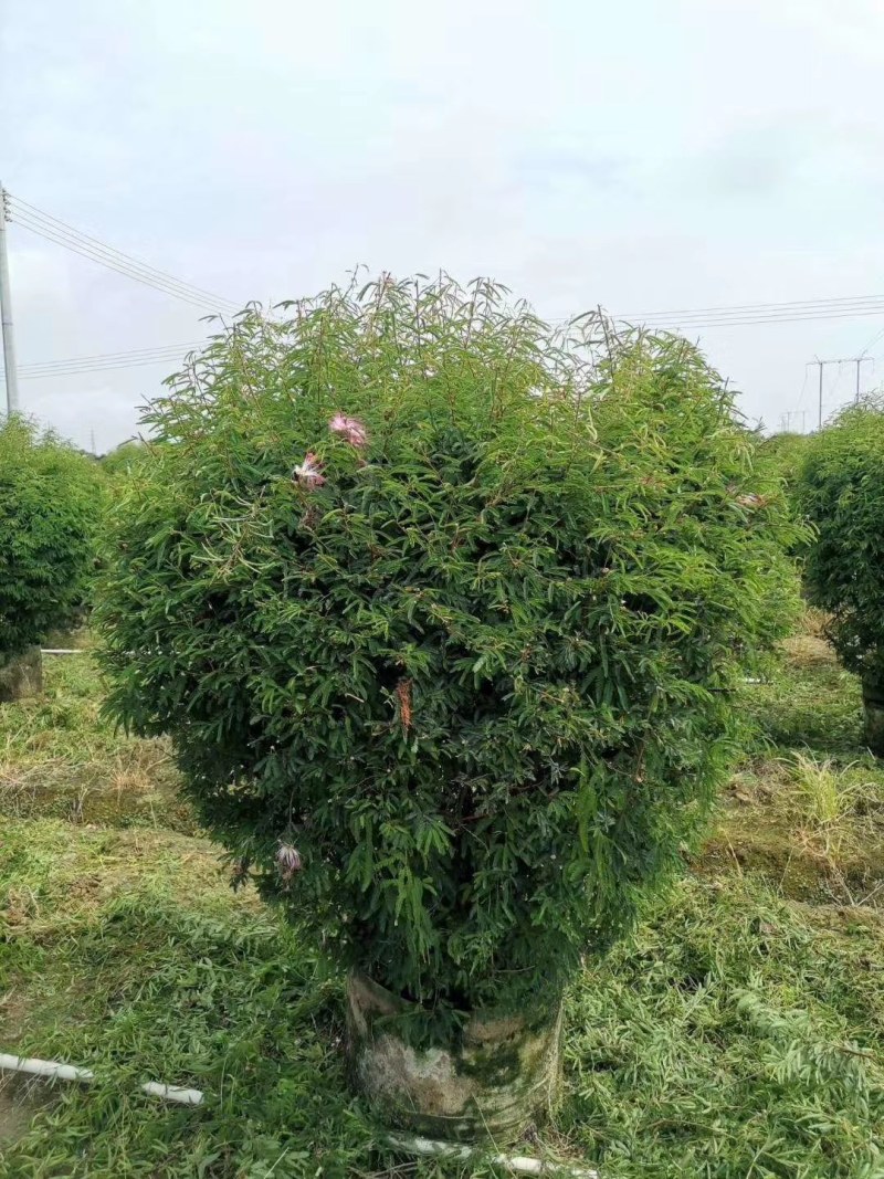 香水合欢球。自家基地，规格齐全，一手货源，量大从优