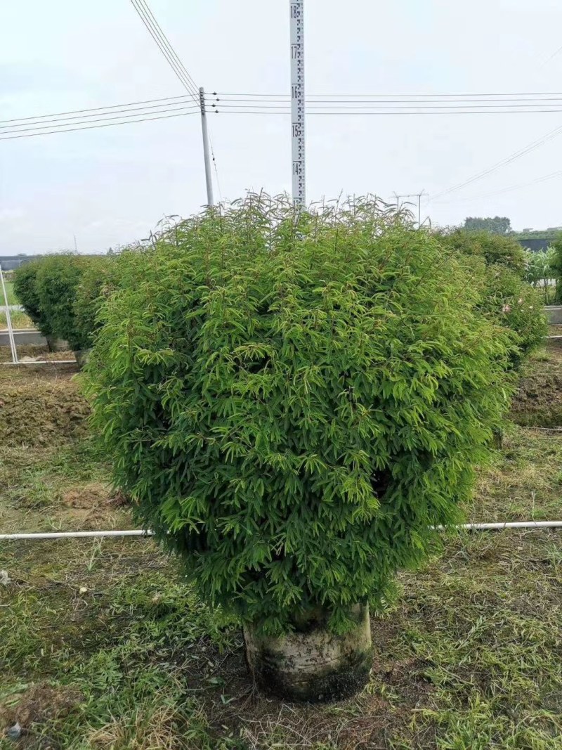 香水合欢球。自家基地，规格齐全，一手货源，量大从优