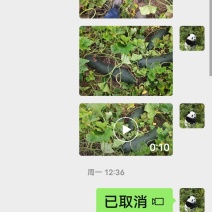 炮弹型黑皮冬瓜，欢迎新老客户订购。