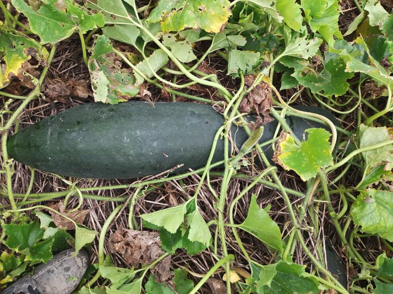 炮弹型黑皮冬瓜，欢迎新老客户订购。