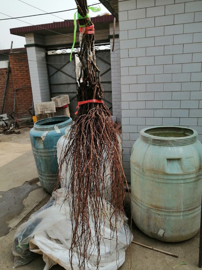 尼娜公主葡萄苗基地发货。品质有保证秒接单秒发货