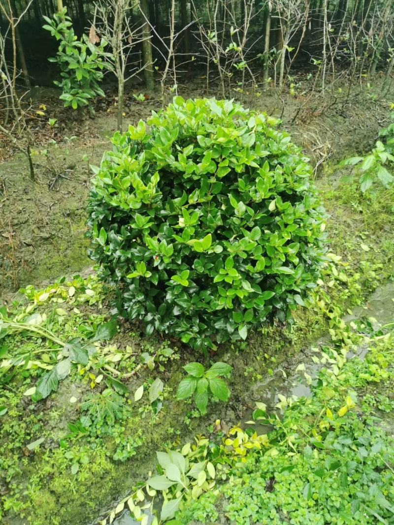 精品金森女贞球树形大小规格齐全成都基地供应