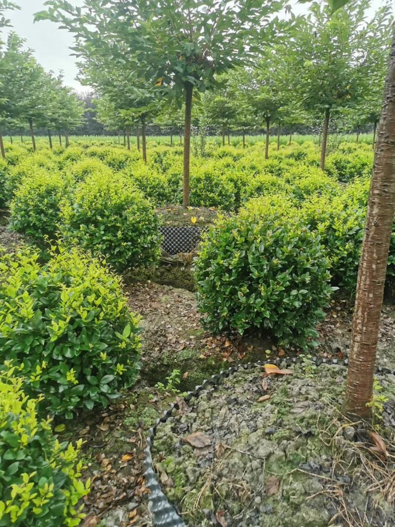 精品金森女贞球树形大小规格齐全成都基地供应
