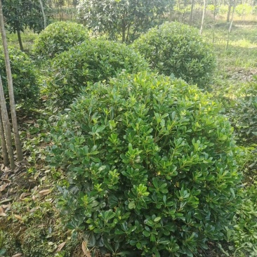 精品宝珠香海桐球大小规格齐全成都温江基地供应