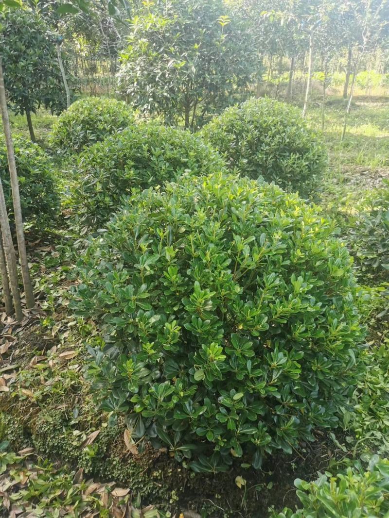 精品宝珠香海桐球大小规格齐全成都温江基地供应