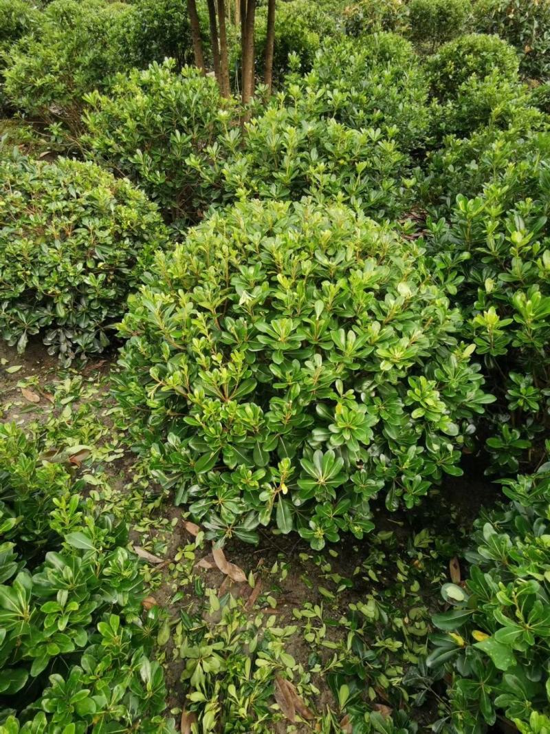 精品宝珠香海桐球大小规格齐全成都温江基地供应