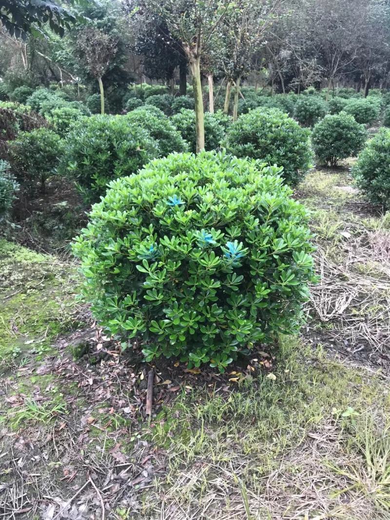 精品宝珠香海桐球大小规格齐全成都温江基地供应