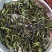 鸭屎香单丛茶生茶抽湿单丛鸭屎香绿单枞抽湿鸭屎香青茶1斤