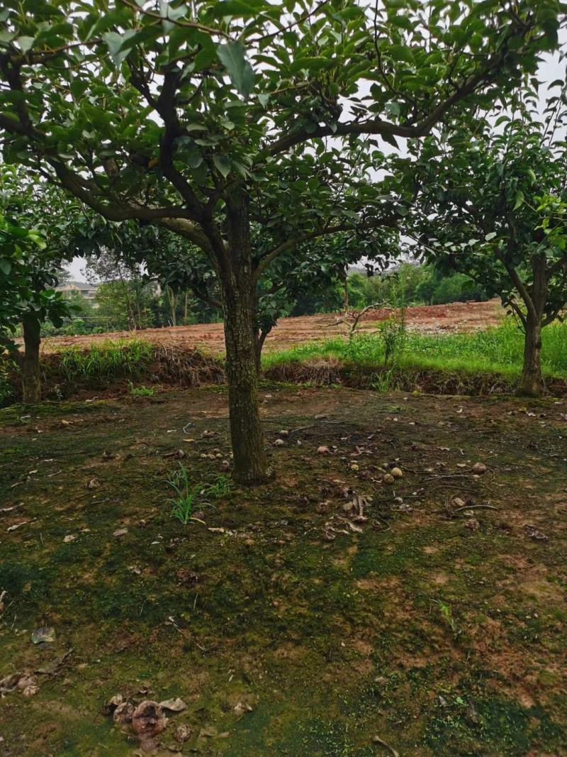 四川成都温江基地苗圃梨树，质量保证，基地货