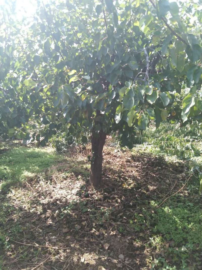 陕西杏树，10-20公分各种规格