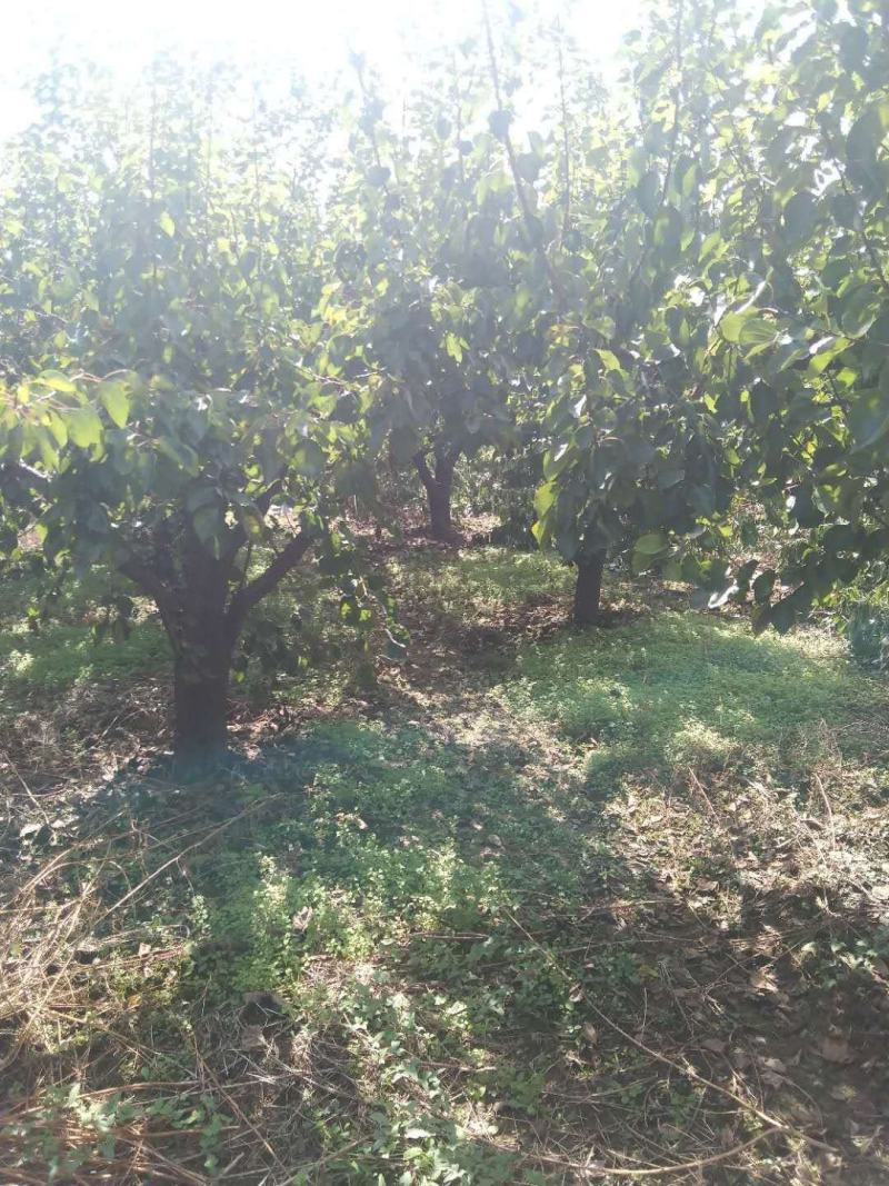 陕西杏树，10-20公分各种规格