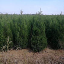大量供应柏树绿化工程苗木、各种规格的都齐全