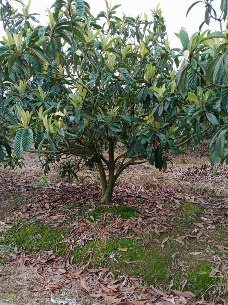 四川成都温江区苗圃基地货源枇杷，质量保证，基地货欢迎选购