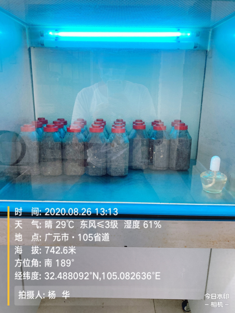 2021年秋季羊肚菌菌种，栽培种，三级种、营养包