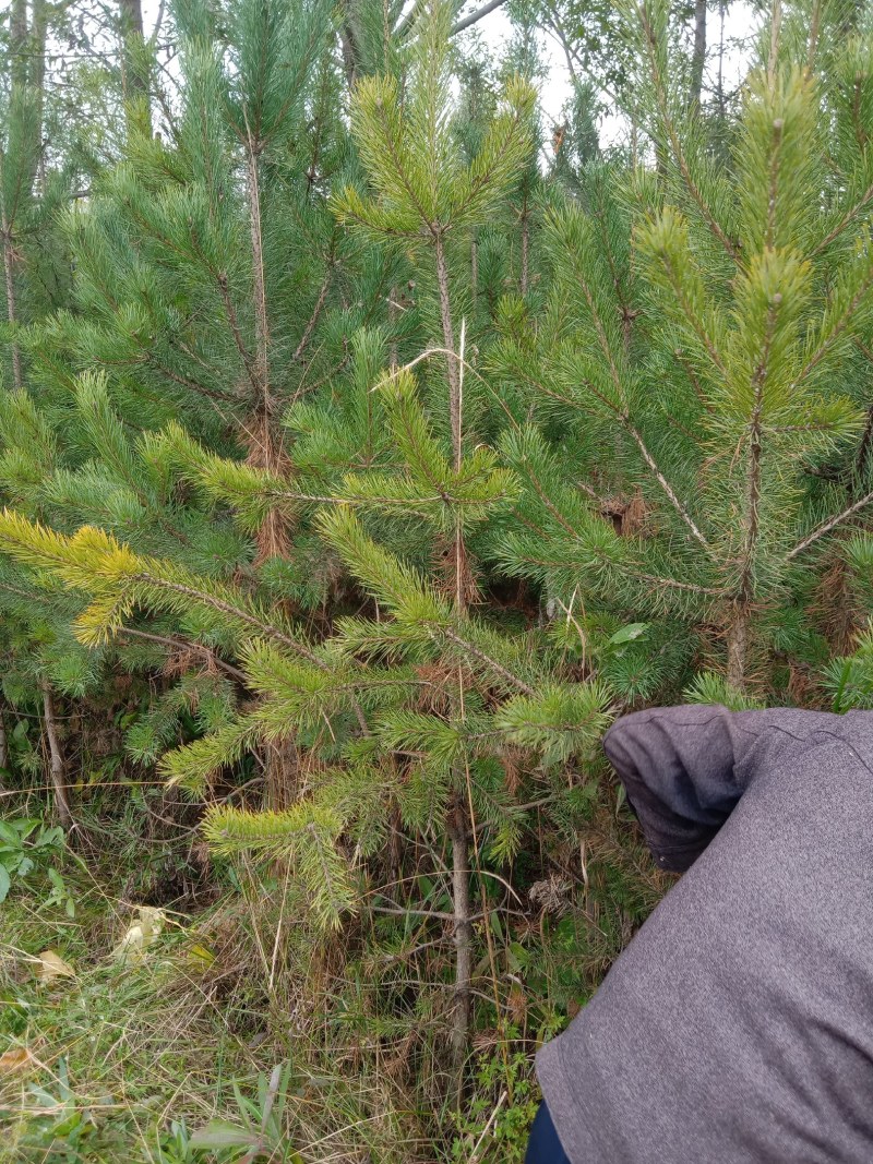种苗云杉杯苗，油松杯苗，