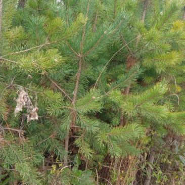 种苗云杉杯苗，油松杯苗，