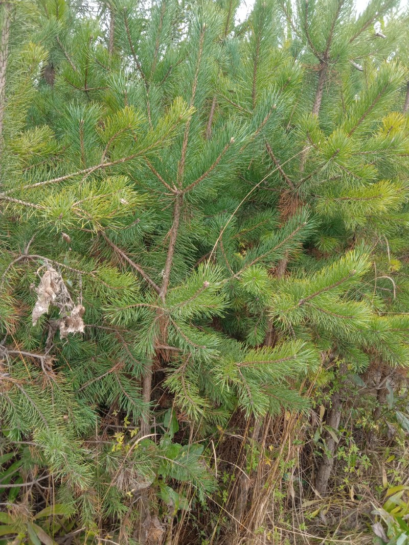 种苗云杉杯苗，油松杯苗，