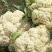 【抢购中】菜花白面青梗松花菜散花有机花