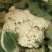 【抢购中】菜花白面青梗松花菜散花有机花