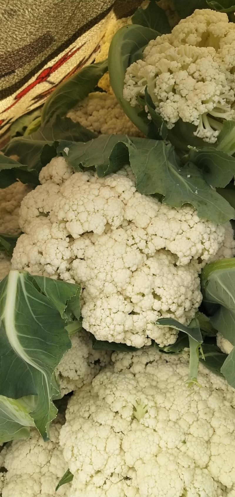 【抢购中】菜花白面青梗松花菜散花有机花