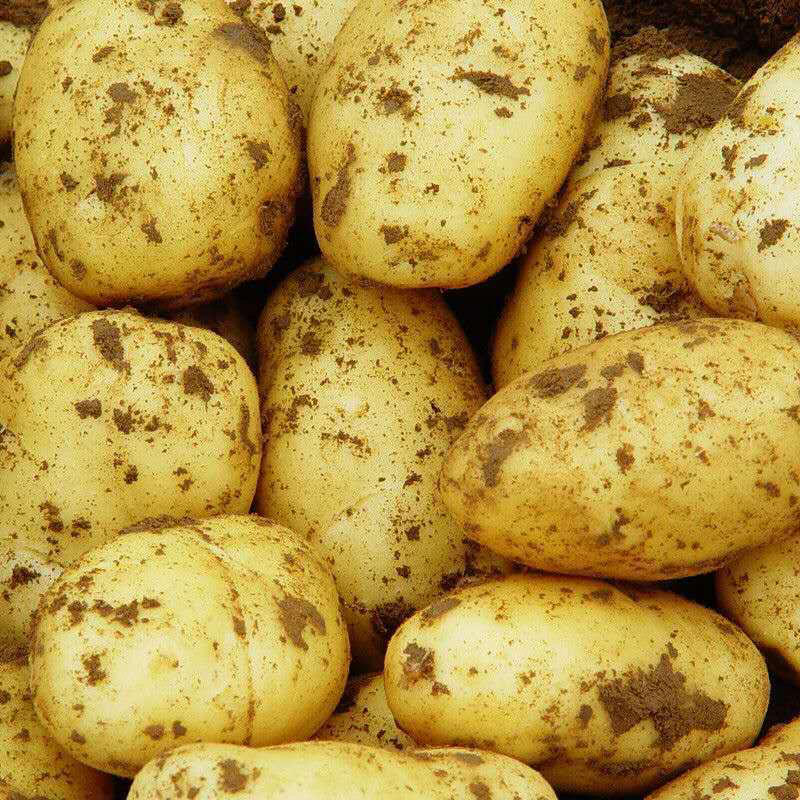 [荐]荷兰十五土豆精品货源充足品质保证精品