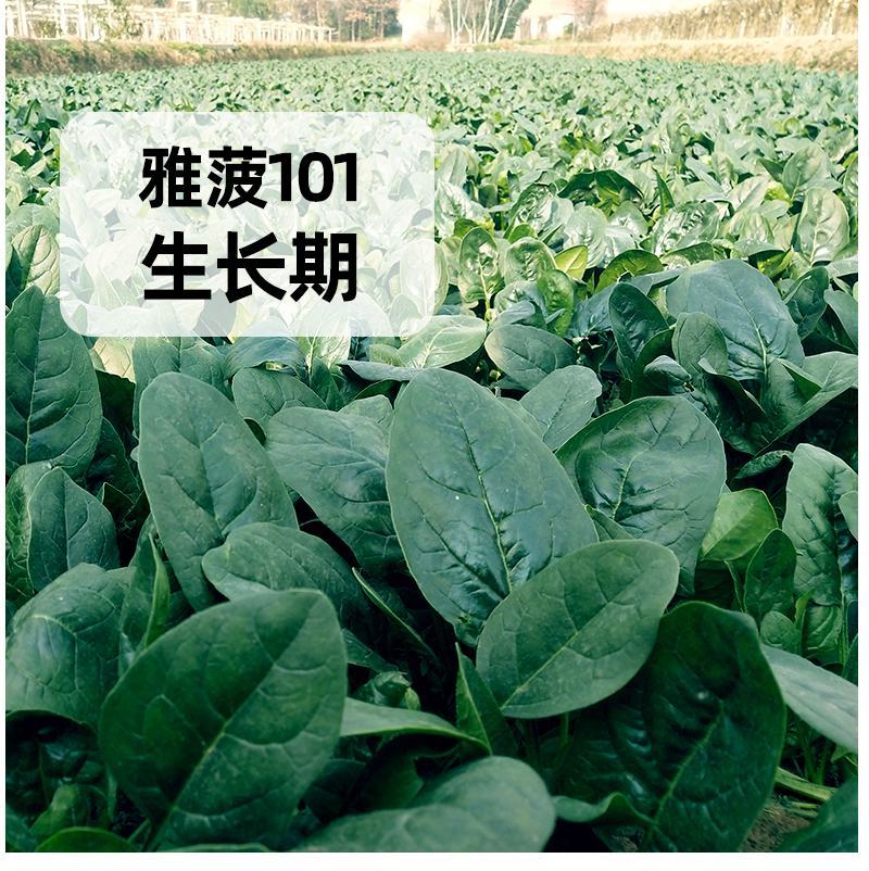 菠菜种子叶片圆宽大肉厚平展油亮长速快韧性好易捆扎