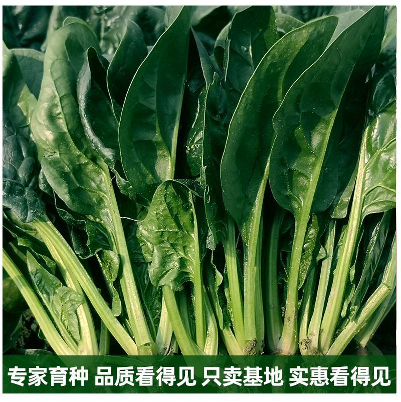 菠菜种子叶片圆宽大肉厚平展油亮长速快韧性好易捆扎