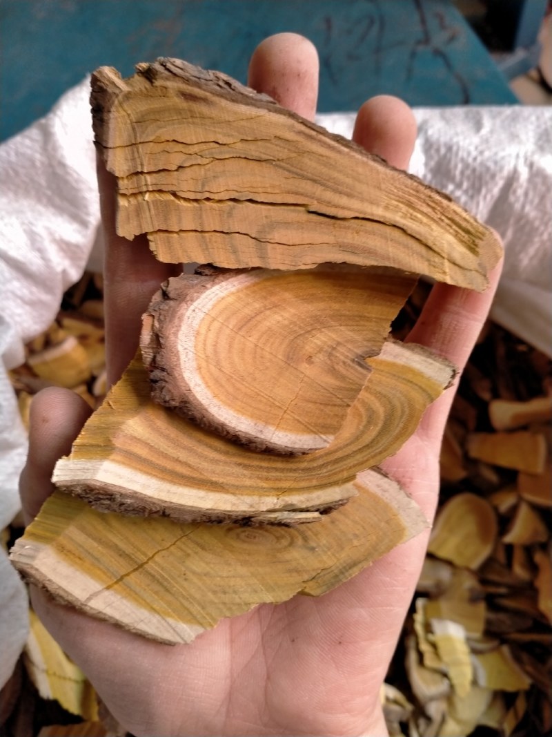 穿破石地锦根冷背药材纯根川破石