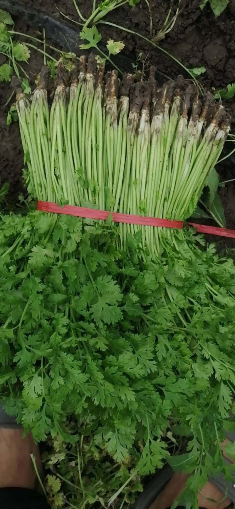 香菜（小叶香菜产地直供一手货源质量好味浓香）