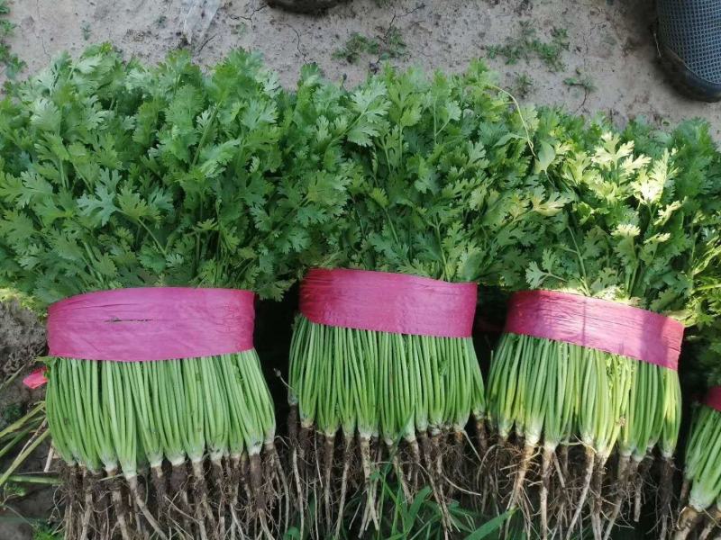 香菜（小叶香菜产地直供一手货源质量好味浓香）