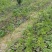 猴耳环种苗现挖现卖成活率高手续齐全因苗木裸根苗可走空运发