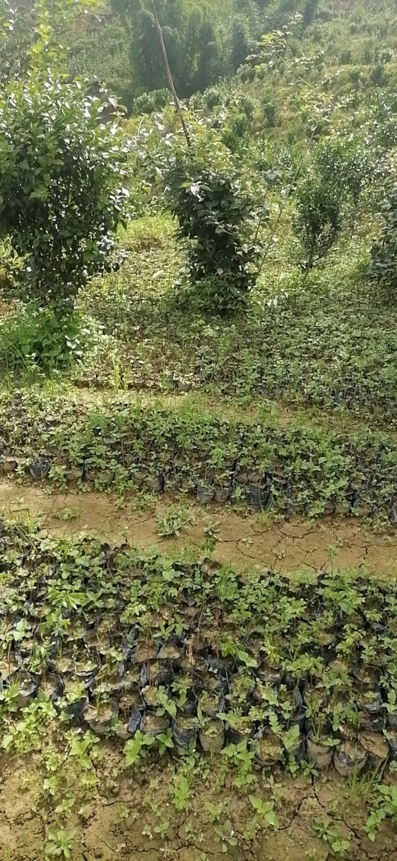 猴耳环种苗现挖现卖成活率高手续齐全因苗木裸根苗可走空运发