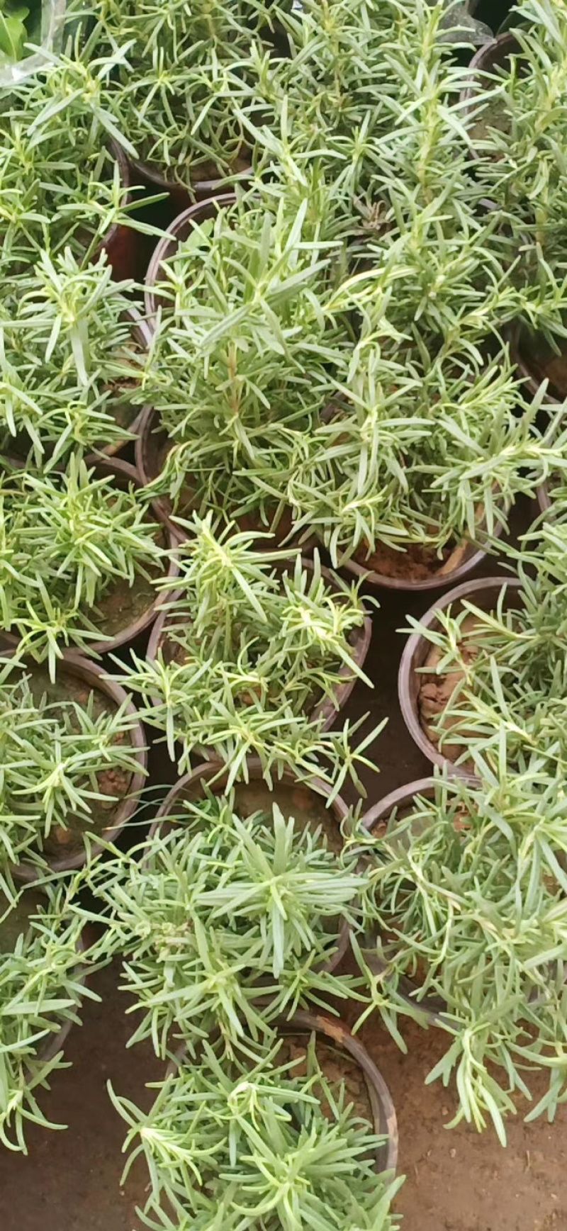 迷迭香食用迷迭香盆栽苗食用香草盆栽花卉植物驱蚊花草