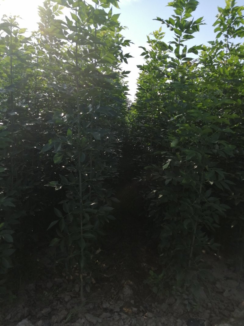 白蜡白蜡苗，白蜡树，两年白蜡，大量供应