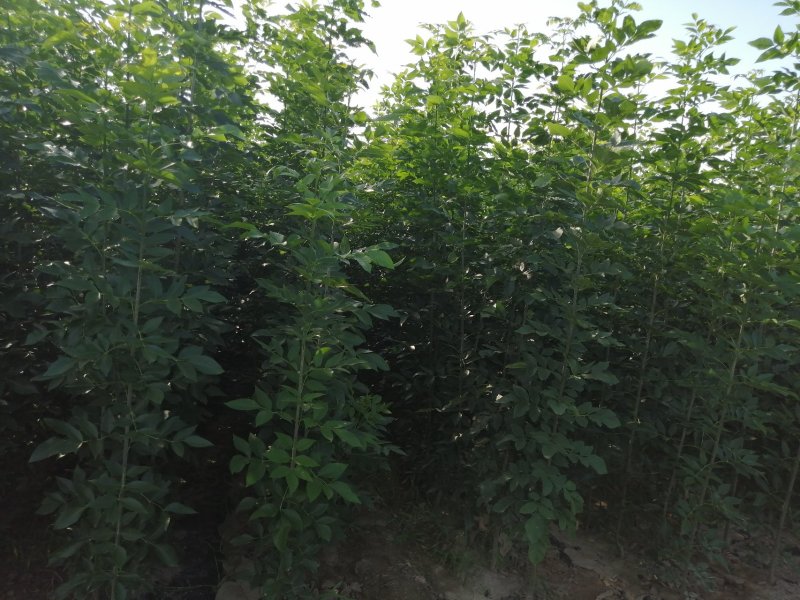 白蜡白蜡苗，白蜡树，两年白蜡，大量供应