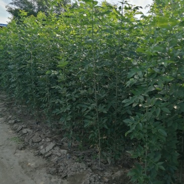 白蜡白蜡苗，白蜡树，两年白蜡，大量供应