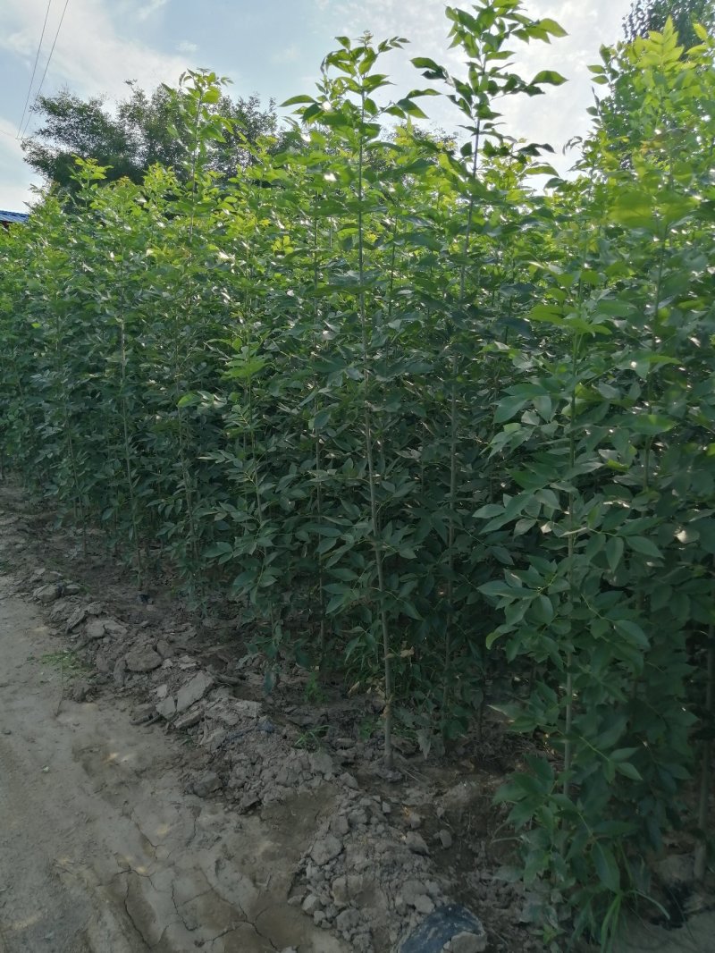 白蜡白蜡苗，白蜡树，两年白蜡，大量供应