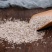 白巨胜胜菜籽生菜籽正品保证质量无理由退货退款