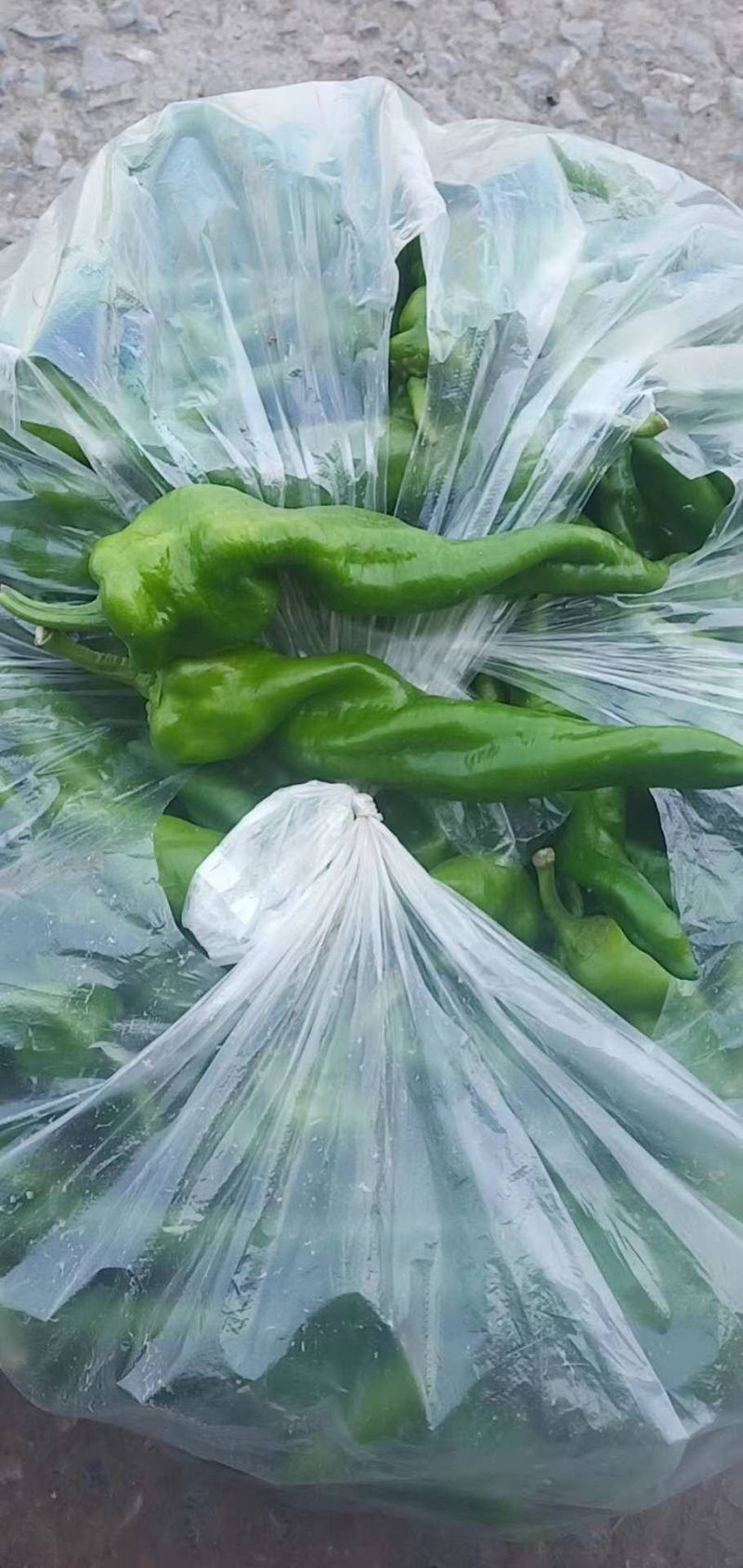 鲜辣椒大青椒4cm以上大量货源301辣椒