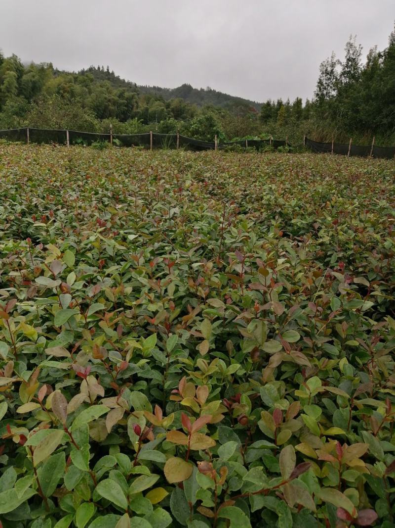 【苗场直发】来自遂川正宗的高产油茶苗杯苗袋苗地栽苗带土