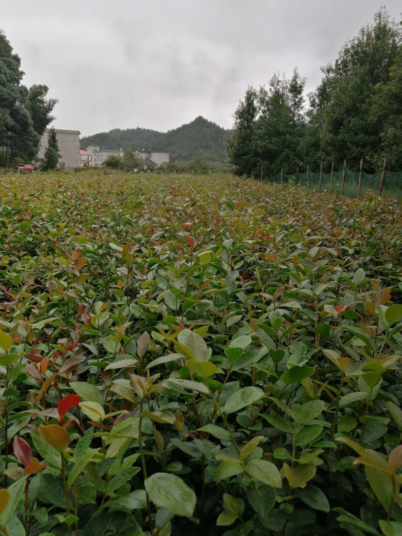 【苗场直发】来自遂川正宗的高产油茶苗杯苗袋苗地栽苗带土