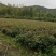 【苗场直发】来自遂川正宗的高产油茶苗杯苗袋苗地栽苗带土
