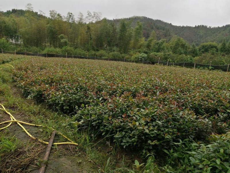 【苗场直发】来自遂川正宗的高产油茶苗杯苗袋苗地栽苗带土