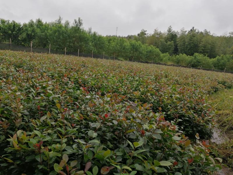 【苗场直发】来自遂川正宗的高产油茶苗杯苗袋苗地栽苗带土
