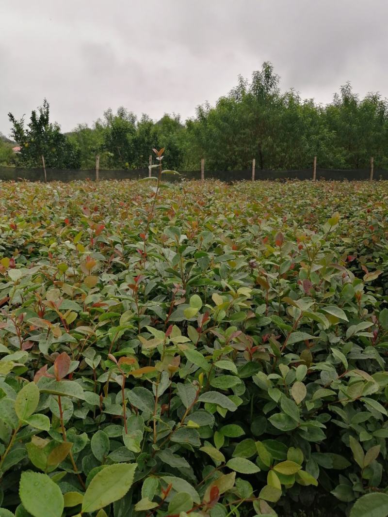 【苗场直发】来自遂川正宗的高产油茶苗杯苗袋苗地栽苗带土