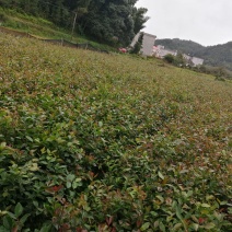 【苗场直发】来自遂川正宗的高产油茶苗杯苗袋苗地栽苗带土