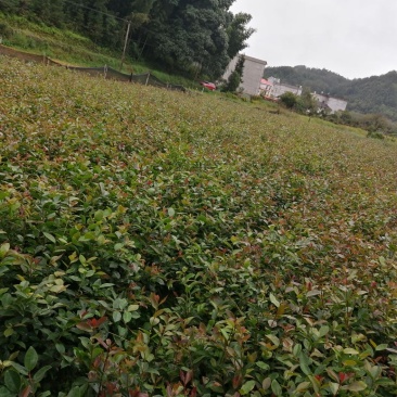 【苗场直发】来自遂川正宗的高产油茶苗杯苗袋苗地栽苗带土