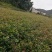 【苗场直发】来自遂川正宗的高产油茶苗杯苗袋苗地栽苗带土