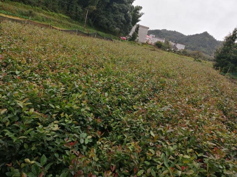 【苗场直发】来自遂川正宗的高产油茶苗杯苗袋苗地栽苗带土