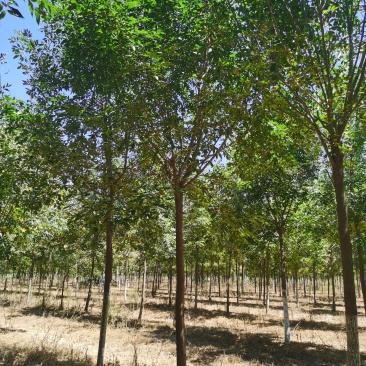 老式白蜡8—25公分，精品白蜡两千多亩地
